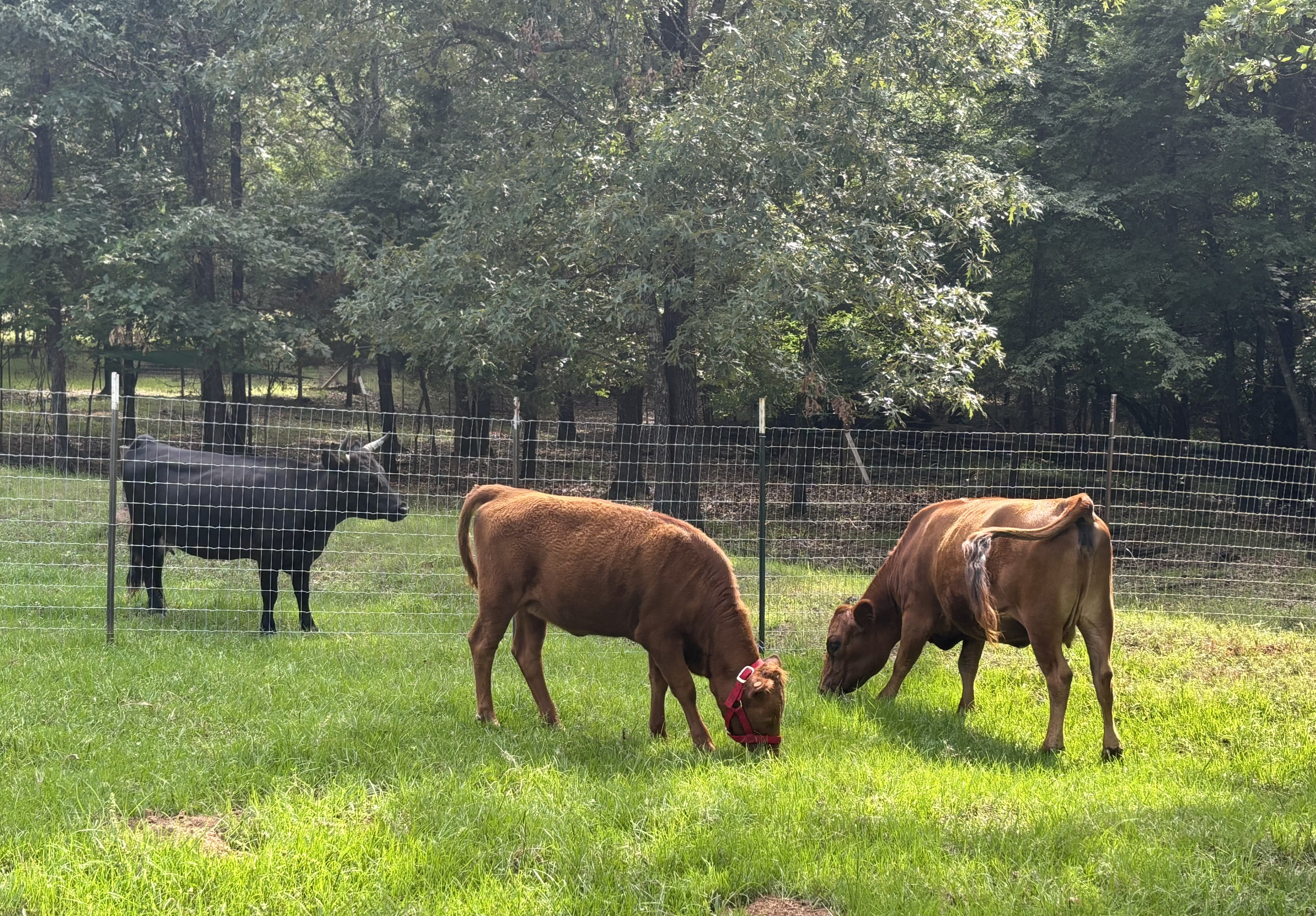 Cows in Field