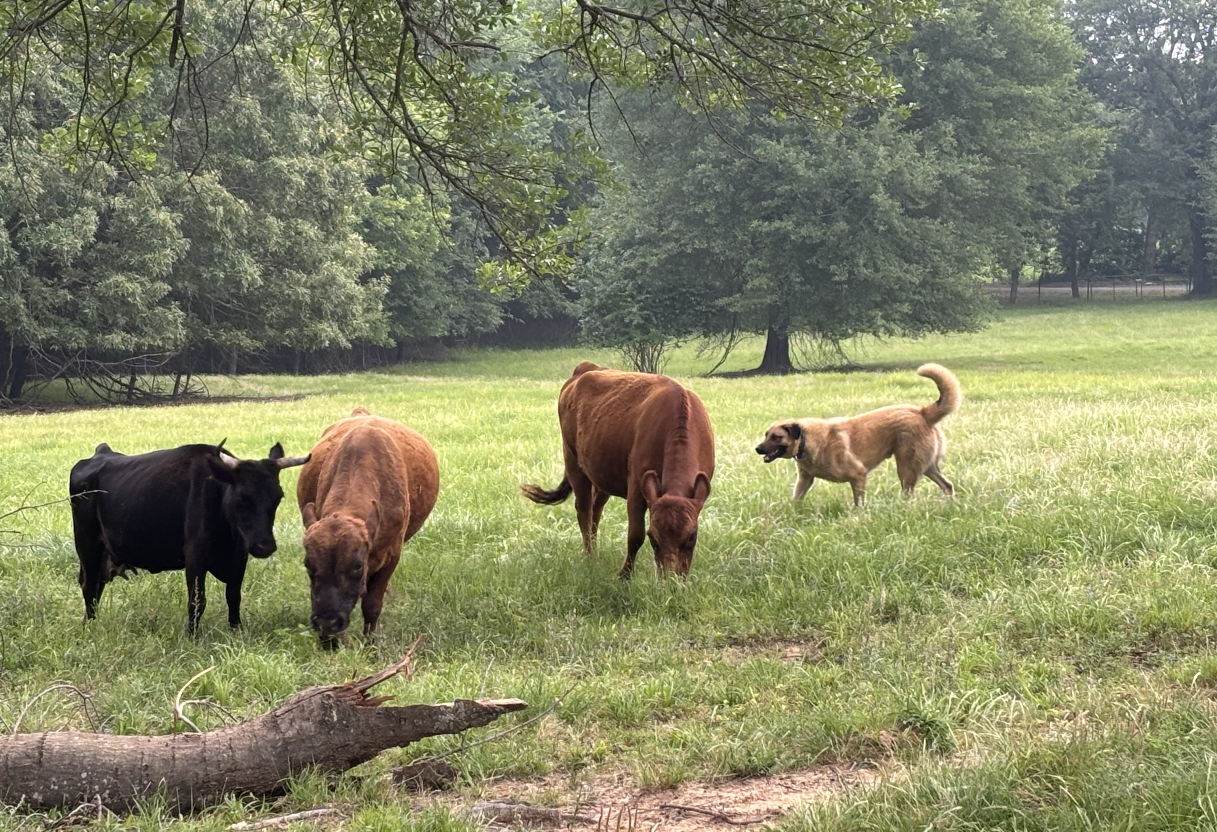 Cattle in the Pasture