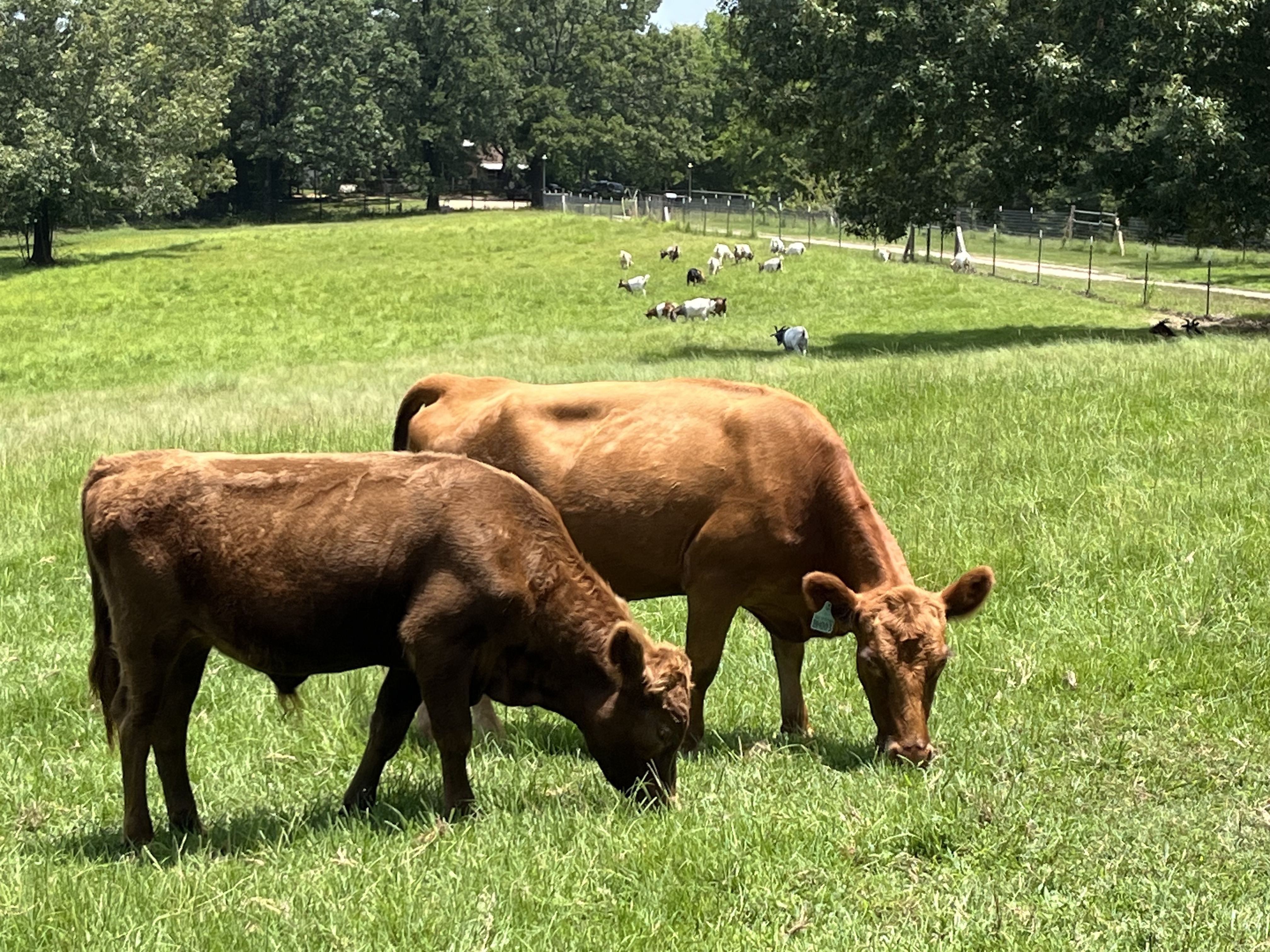 Dolly and steer