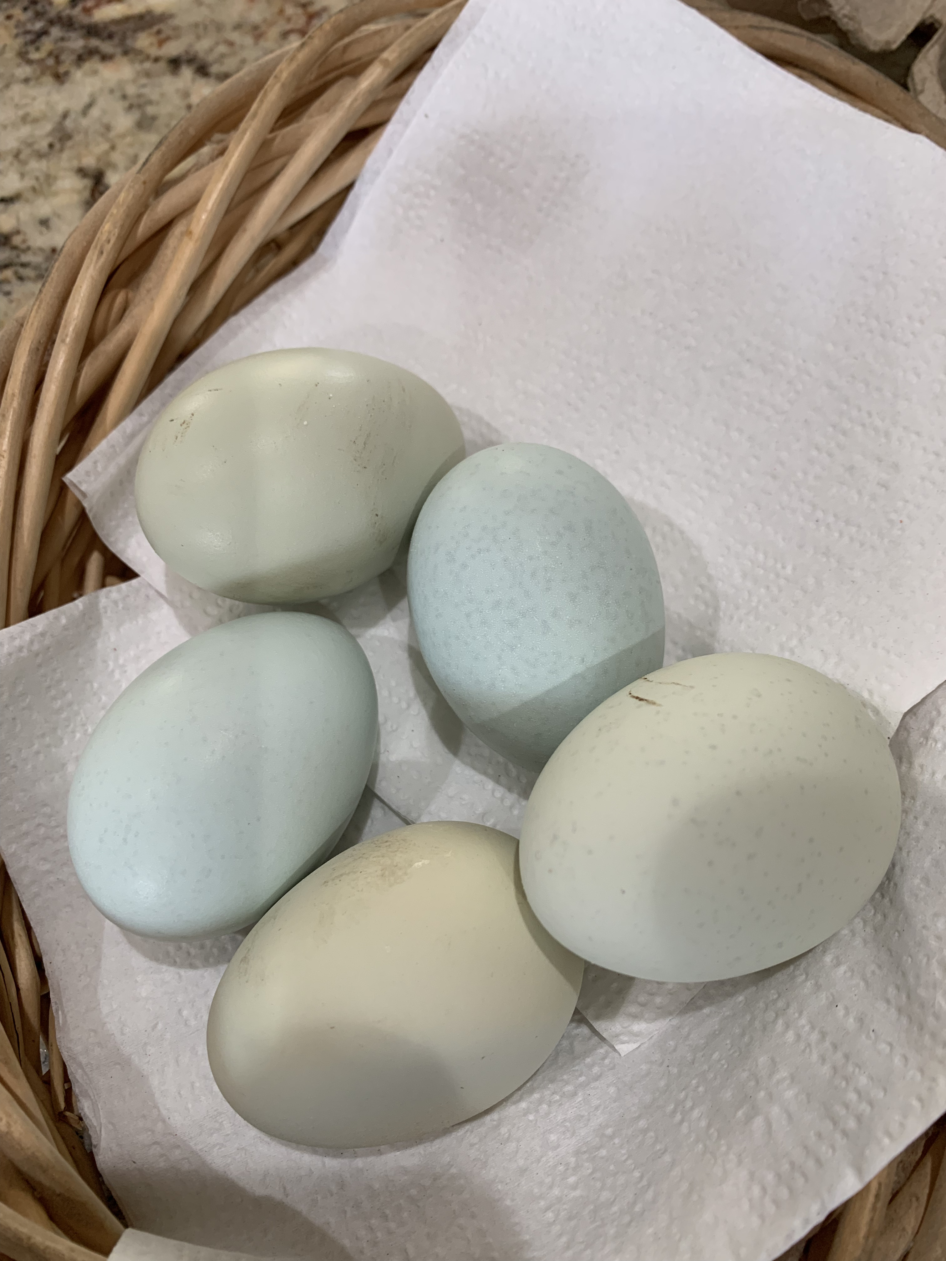 Easter Egger Eggs