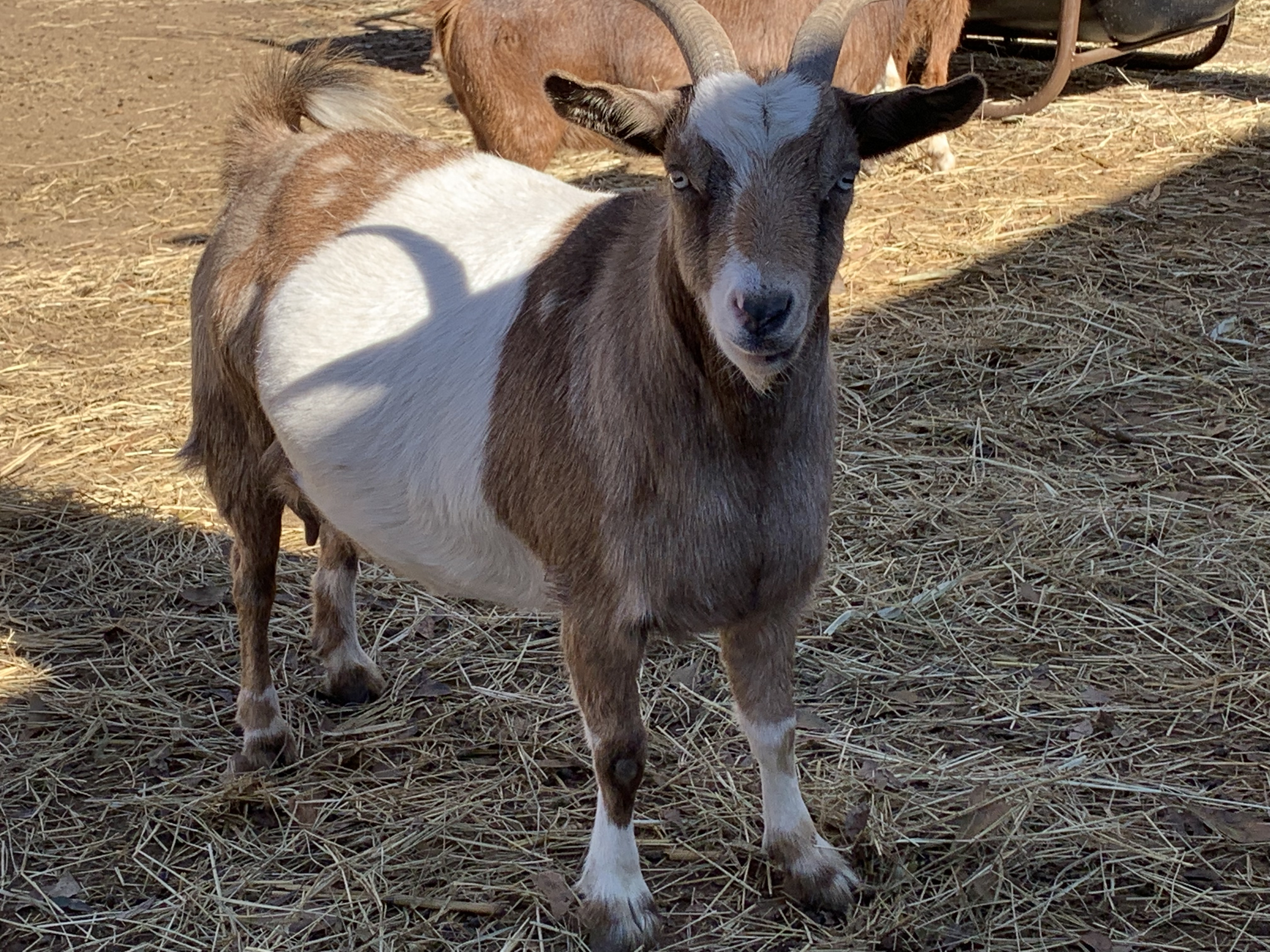 Almond Joy Laying