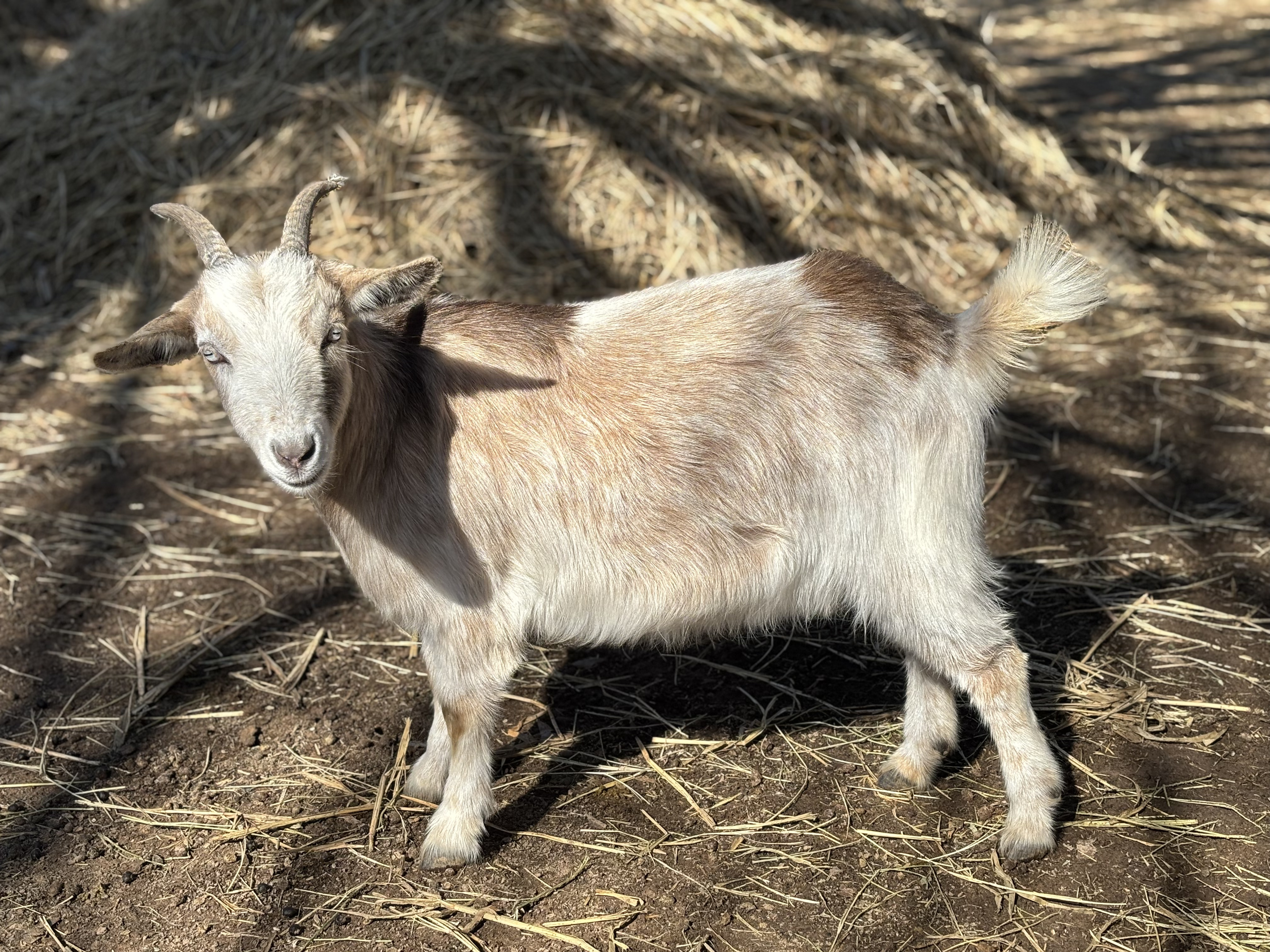Nutmeg