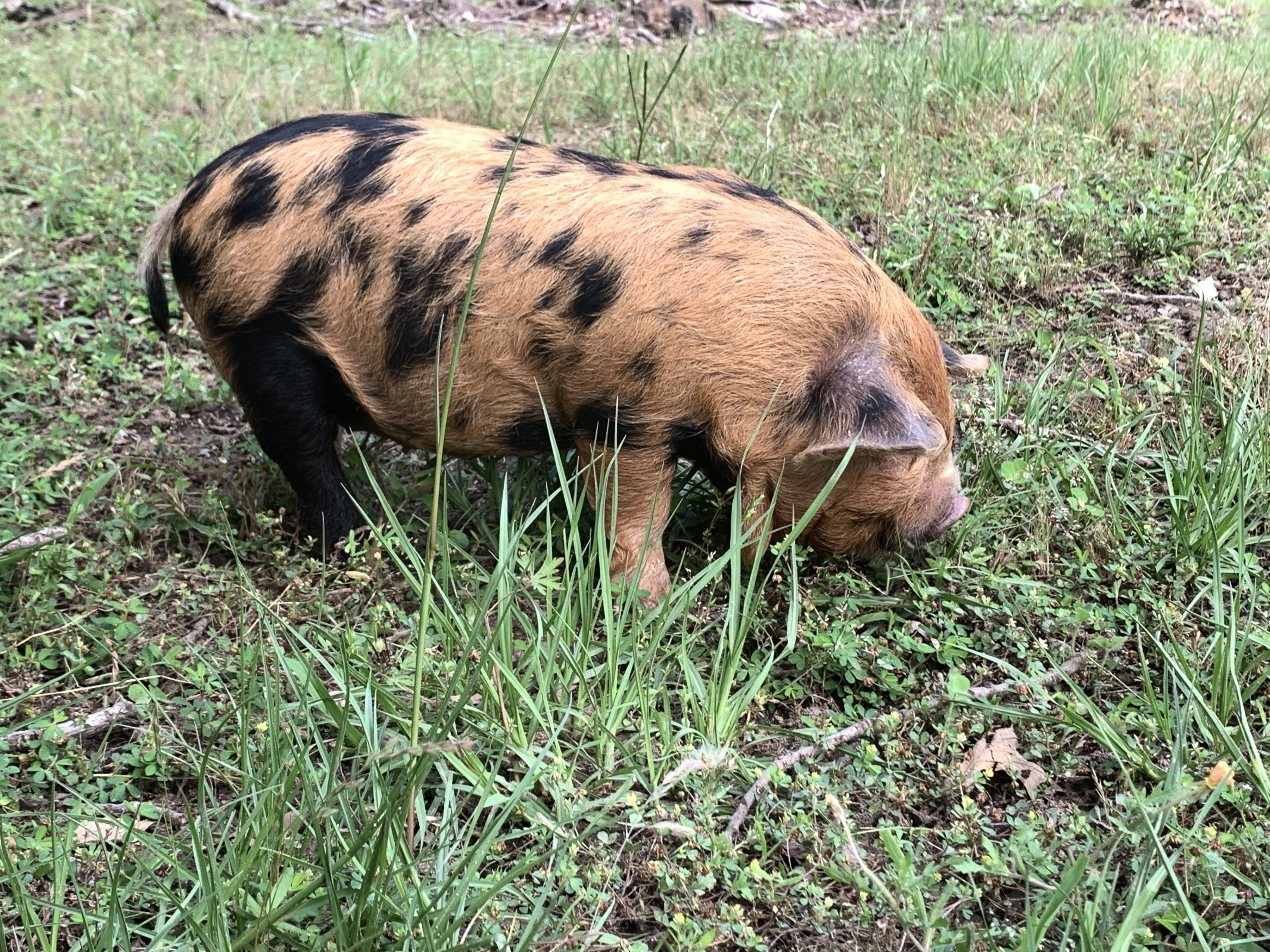 Baby Tonks