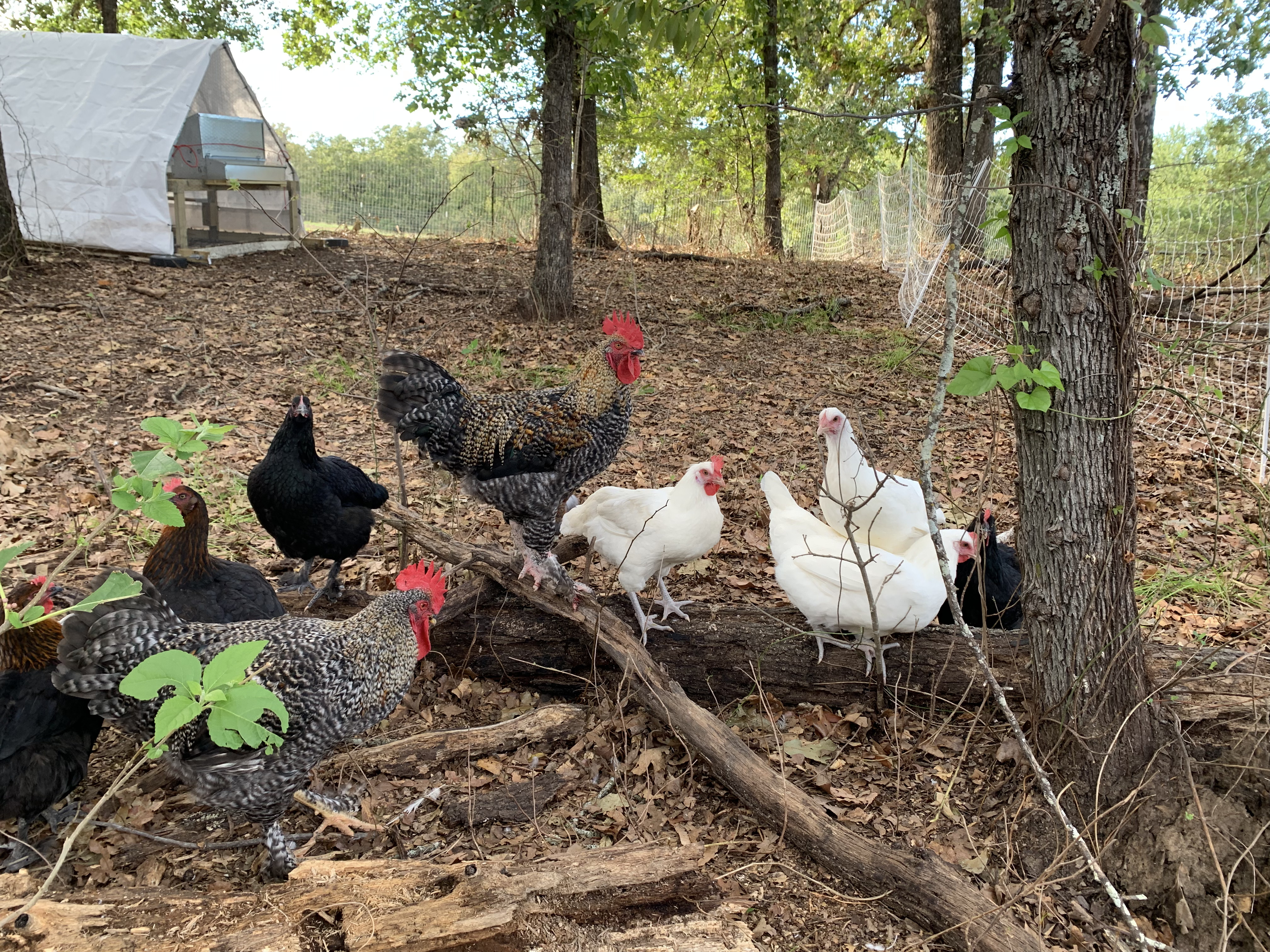 Chickens
