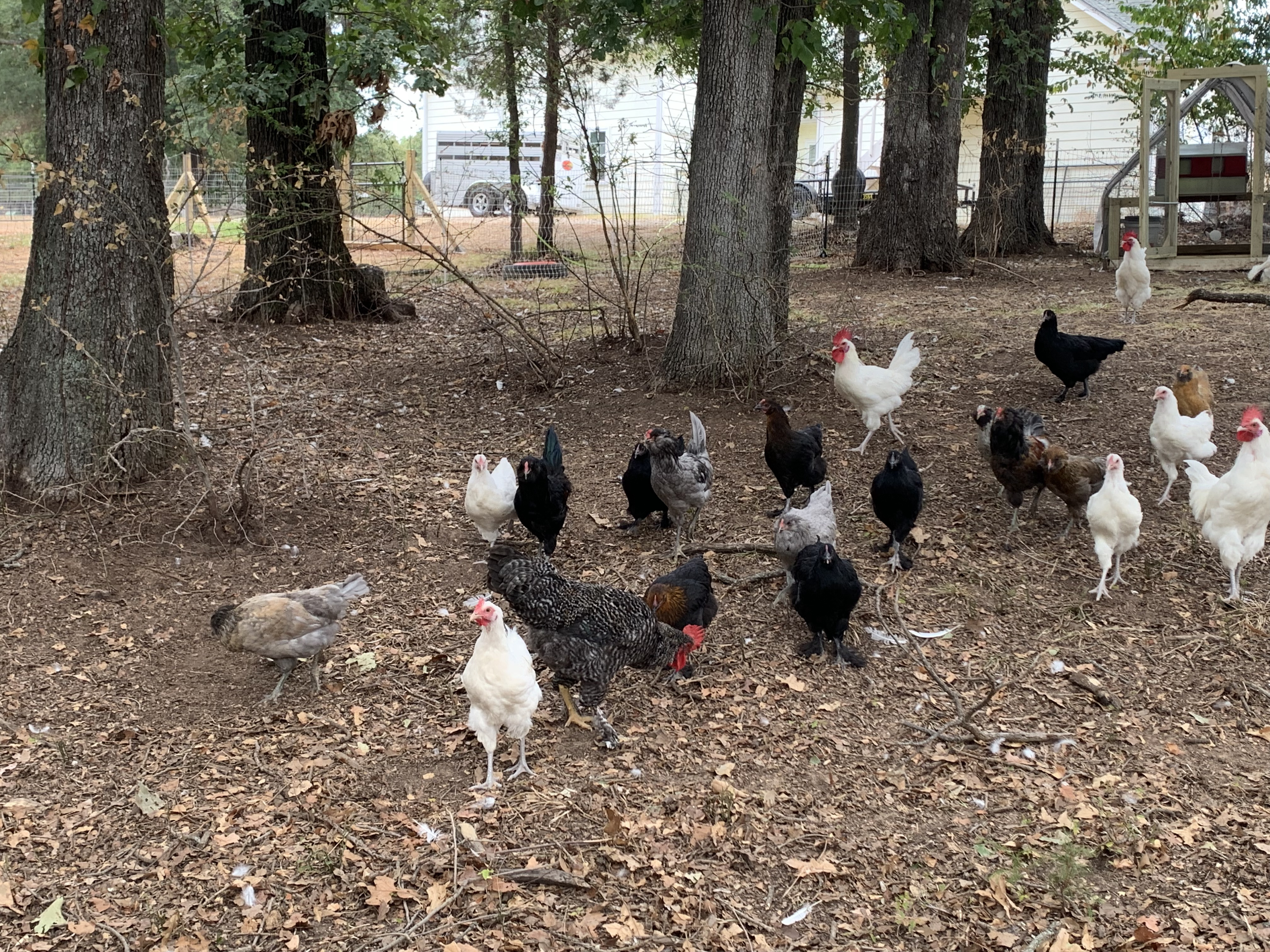 Chickens
