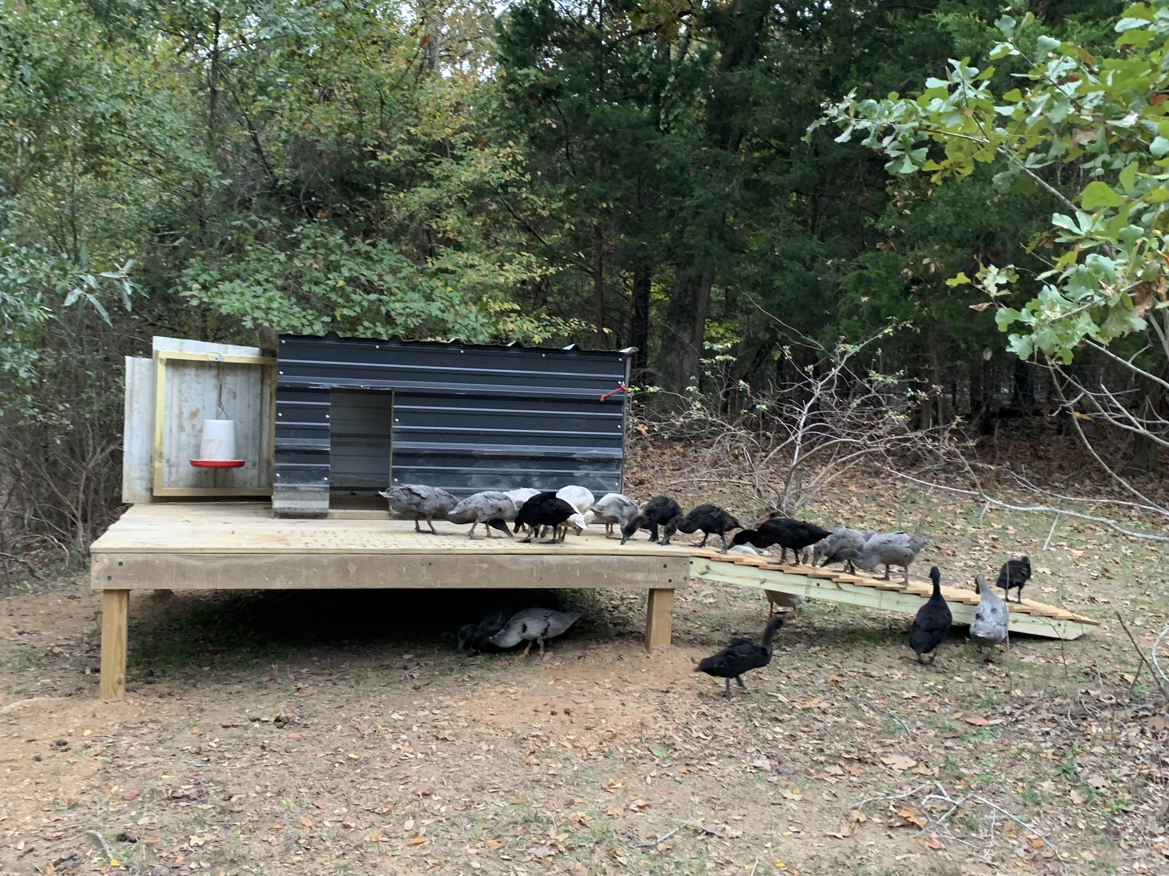 Duck House
