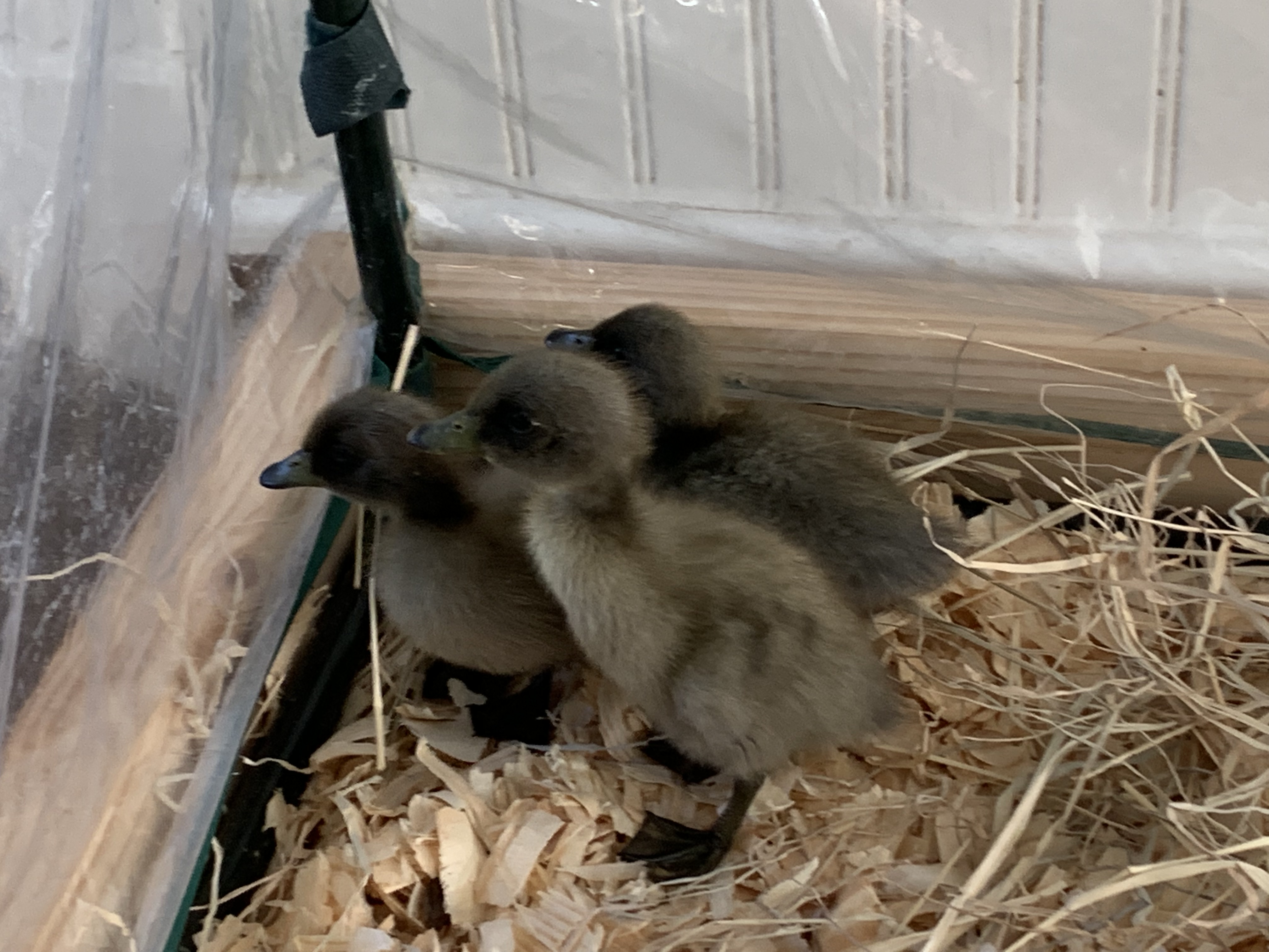 Ducklings
