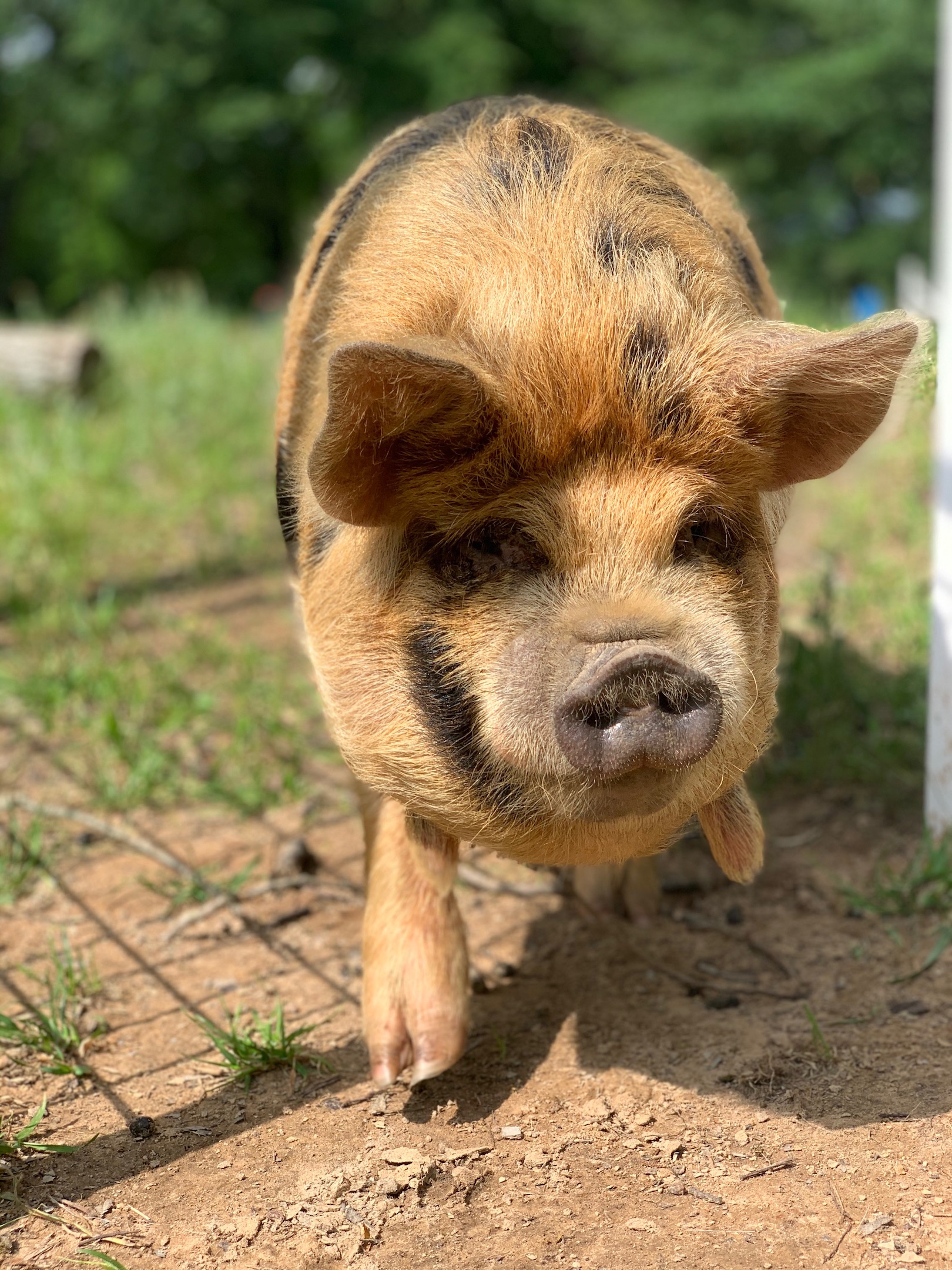 Pig Walking