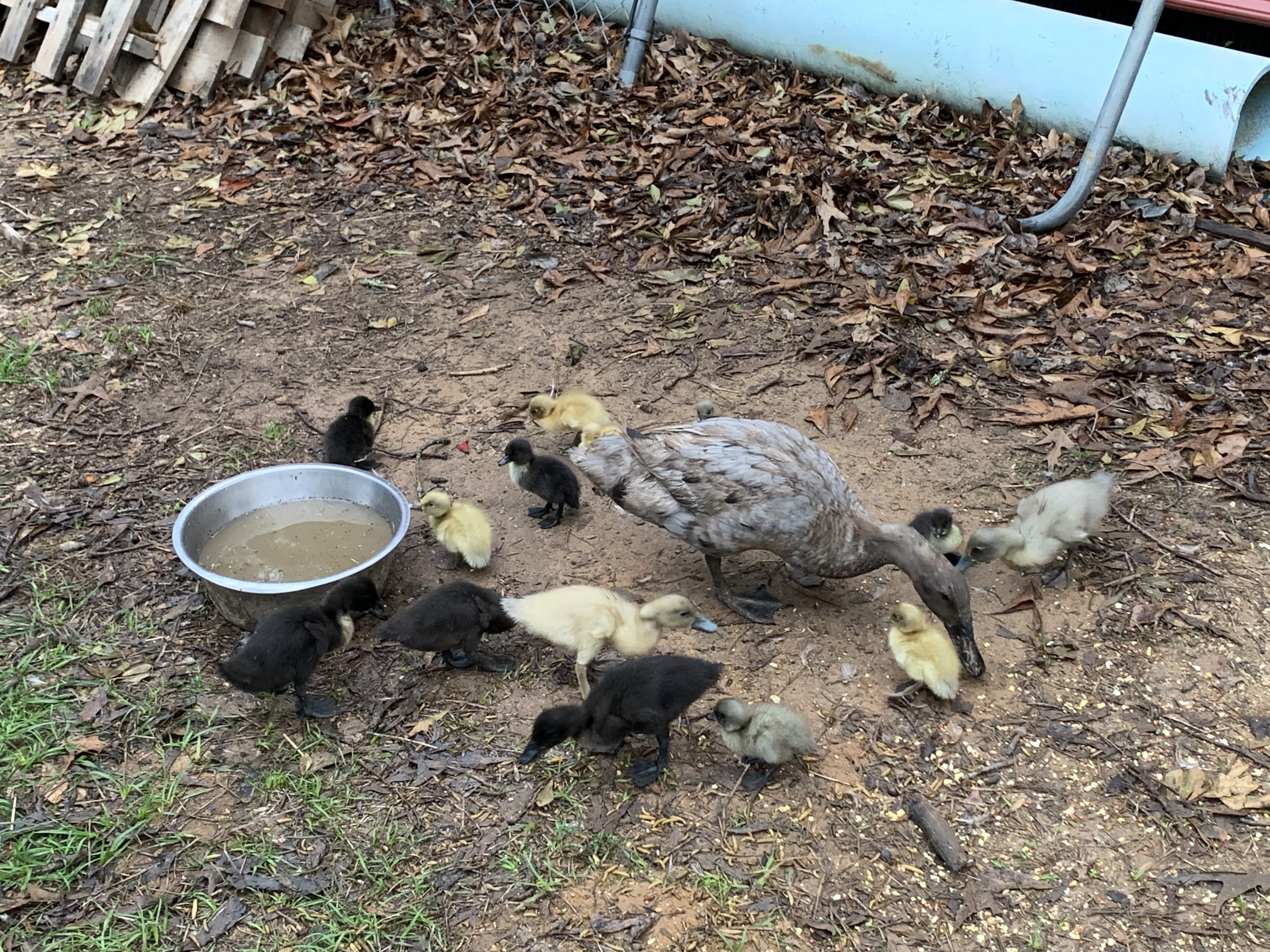 Ducklings