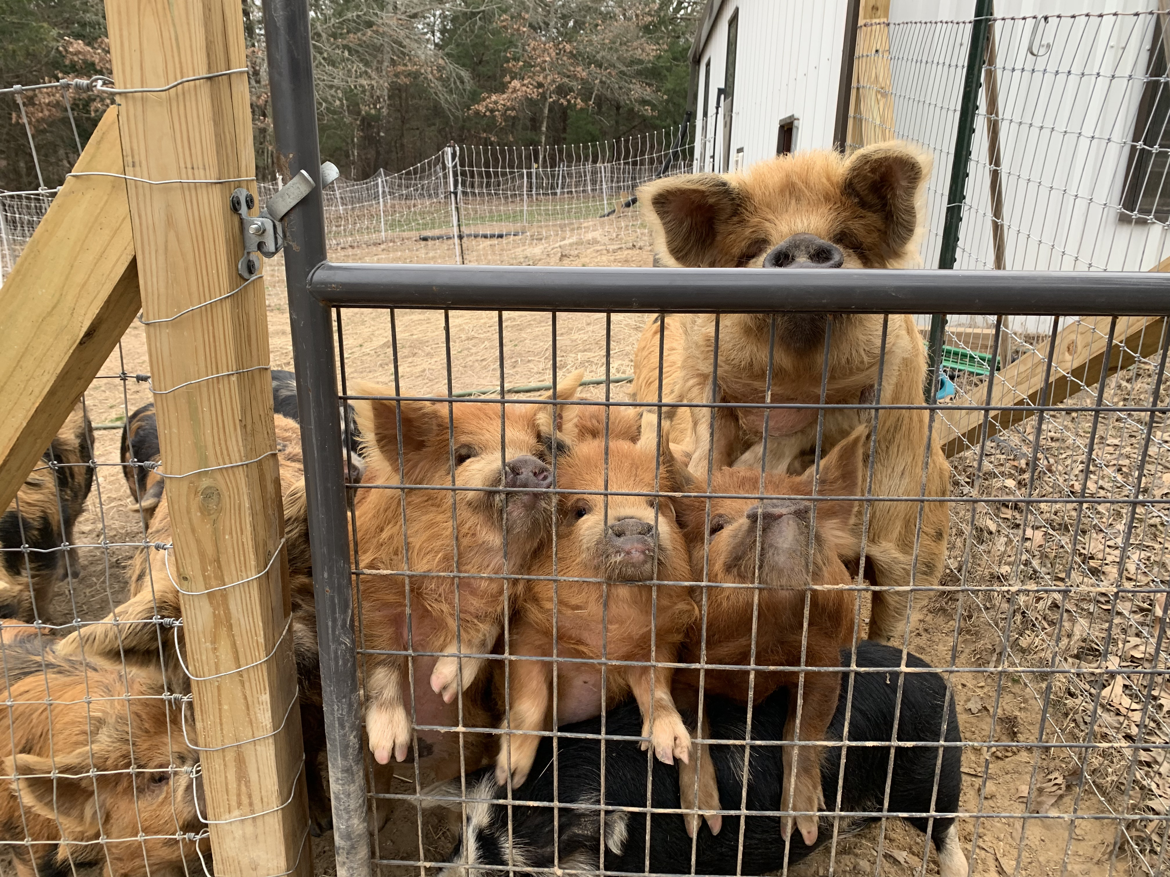 Pigs